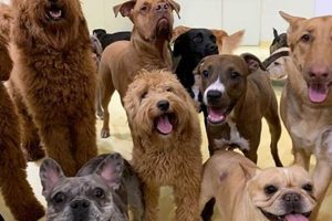 Best Happy Dogs Day Care | Safe & Fun My Caring Dog – Tips, Stories, and Care Guides for Loving Pet Owners Best Happy Dogs Day Care | Safe & Fun | My Caring Dog – Tips, Stories, and Care Guides for Loving Pet Owners
