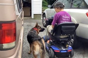 Best Service Animal Training Near Me: Find Certified Trainers My Caring Dog – Tips, Stories, and Care Guides for Loving Pet Owners Best Service Animal Training Near Me: Find Certified Trainers | My Caring Dog – Tips, Stories, and Care Guides for Loving Pet Owners
