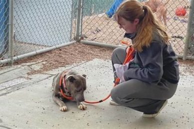 Find Your Perfect Pet: St. Louis Adoptions My Caring Dog – Tips, Stories, and Care Guides for Loving Pet Owners Find Your Perfect Pet: St. Louis Adoptions | My Caring Dog – Tips, Stories, and Care Guides for Loving Pet Owners