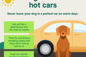Don't Leave Dog Food in Hot Cars: Dangers & Safety My Caring Dog – Tips, Stories, and Care Guides for Loving Pet Owners Don't Leave Dog Food in Hot Cars: Dangers & Safety | My Caring Dog – Tips, Stories, and Care Guides for Loving Pet Owners