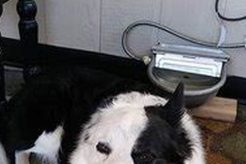 Top Dog Day Care in Casa Grande, AZ My Caring Dog – Tips, Stories, and Care Guides for Loving Pet Owners Top Dog Day Care in Casa Grande, AZ | My Caring Dog – Tips, Stories, and Care Guides for Loving Pet Owners