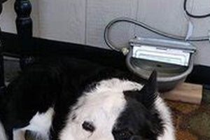 Top Dog Day Care in Casa Grande, AZ My Caring Dog – Tips, Stories, and Care Guides for Loving Pet Owners Top Dog Day Care in Casa Grande, AZ | My Caring Dog – Tips, Stories, and Care Guides for Loving Pet Owners