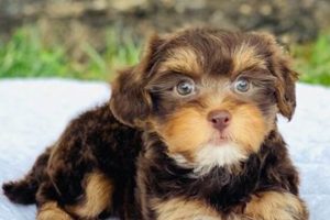 Best Puppies in St. Louis, MO: Find Your Car Dog My Caring Dog – Tips, Stories, and Care Guides for Loving Pet Owners Best Puppies in St. Louis, MO: Find Your Car Dog | My Caring Dog – Tips, Stories, and Care Guides for Loving Pet Owners
