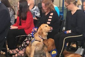 Top Canine Companions for Independence Orlando Dogs My Caring Dog – Tips, Stories, and Care Guides for Loving Pet Owners Top Canine Companions for Independence Orlando Dogs | My Caring Dog – Tips, Stories, and Care Guides for Loving Pet Owners