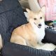 Top Dog Car Seats for Medium-Sized Pups | My Caring Dog – Tips, Stories, and Care Guides for Loving Pet Owners