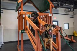 Top-Rated Ann Arbor Dog Day Care & Boarding My Caring Dog – Tips, Stories, and Care Guides for Loving Pet Owners Top-Rated Ann Arbor Dog Day Care & Boarding | My Caring Dog – Tips, Stories, and Care Guides for Loving Pet Owners