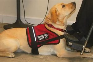 Training Your Dog as a Qualified Service Animal My Caring Dog – Tips, Stories, and Care Guides for Loving Pet Owners Training Your Dog as a Qualified Service Animal | My Caring Dog – Tips, Stories, and Care Guides for Loving Pet Owners
