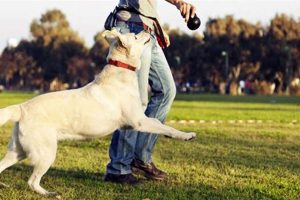 Best Large Breed Dog Training Near Me: Find Experts My Caring Dog – Tips, Stories, and Care Guides for Loving Pet Owners Best Large Breed Dog Training Near Me: Find Experts | My Caring Dog – Tips, Stories, and Care Guides for Loving Pet Owners