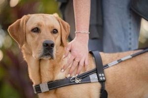 Ultimate Dog Guide for Car Travel My Caring Dog – Tips, Stories, and Care Guides for Loving Pet Owners Ultimate Dog Guide for Car Travel | My Caring Dog – Tips, Stories, and Care Guides for Loving Pet Owners