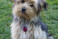 Adopt Free Dogs Near You Today! My Caring Dog – Tips, Stories, and Care Guides for Loving Pet Owners Adopt Free Dogs Near You Today! | My Caring Dog – Tips, Stories, and Care Guides for Loving Pet Owners