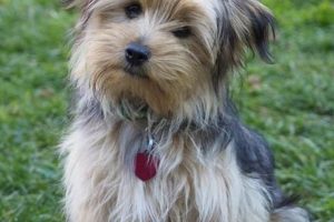 Adopt Free Dogs Near You Today! My Caring Dog – Tips, Stories, and Care Guides for Loving Pet Owners Adopt Free Dogs Near You Today! | My Caring Dog – Tips, Stories, and Care Guides for Loving Pet Owners