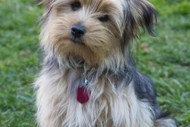 Adopt Free Dogs Near You Today! My Caring Dog – Tips, Stories, and Care Guides for Loving Pet Owners Adopt Free Dogs Near You Today! | My Caring Dog – Tips, Stories, and Care Guides for Loving Pet Owners
