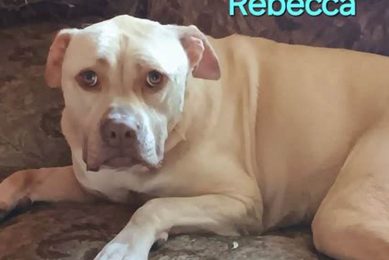 Find Your Furry Friend: Dog Adoption in Missouri My Caring Dog – Tips, Stories, and Care Guides for Loving Pet Owners Find Your Furry Friend: Dog Adoption in Missouri | My Caring Dog – Tips, Stories, and Care Guides for Loving Pet Owners