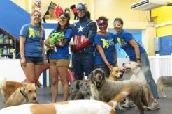 Best Dog Day Care in Hawaii: Top Centers My Caring Dog – Tips, Stories, and Care Guides for Loving Pet Owners Best Dog Day Care in Hawaii: Top Centers | My Caring Dog – Tips, Stories, and Care Guides for Loving Pet Owners