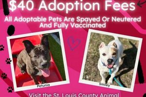 Best Animal Rescue in St. Louis County: Adopt Today My Caring Dog – Tips, Stories, and Care Guides for Loving Pet Owners Best Animal Rescue in St. Louis County: Adopt Today | My Caring Dog – Tips, Stories, and Care Guides for Loving Pet Owners
