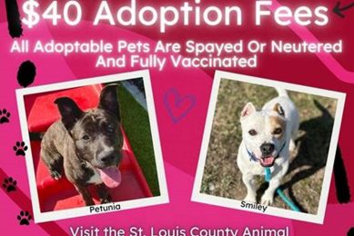 Best Animal Rescue in St. Louis County: Adopt Today My Caring Dog – Tips, Stories, and Care Guides for Loving Pet Owners Best Animal Rescue in St. Louis County: Adopt Today | My Caring Dog – Tips, Stories, and Care Guides for Loving Pet Owners