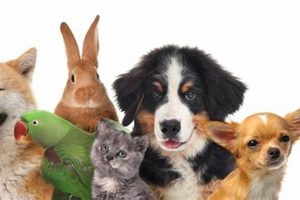 Dogs Or Pets My Caring Dog – Tips, Stories, and Care Guides for Loving Pet Owners Dogs Or Pets | My Caring Dog – Tips, Stories, and Care Guides for Loving Pet Owners