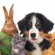 Dogs Or Pets | My Caring Dog – Tips, Stories, and Care Guides for Loving Pet Owners