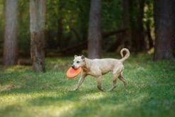 Best Dog Day Care in Niagara Falls, ON My Caring Dog – Tips, Stories, and Care Guides for Loving Pet Owners Best Dog Day Care in Niagara Falls, ON | My Caring Dog – Tips, Stories, and Care Guides for Loving Pet Owners