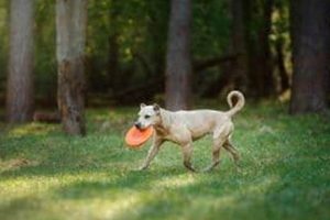 Best Dog Day Care in Niagara Falls, ON My Caring Dog – Tips, Stories, and Care Guides for Loving Pet Owners Best Dog Day Care in Niagara Falls, ON | My Caring Dog – Tips, Stories, and Care Guides for Loving Pet Owners