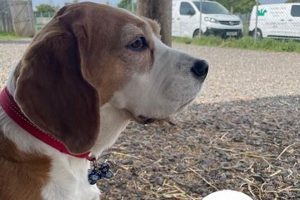 Best Barklay Park Dog Day Care Centre | Top Rated My Caring Dog – Tips, Stories, and Care Guides for Loving Pet Owners Best Barklay Park Dog Day Care Centre | Top Rated | My Caring Dog – Tips, Stories, and Care Guides for Loving Pet Owners