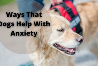 Top Helper Dogs for Anxiety Relief My Caring Dog – Tips, Stories, and Care Guides for Loving Pet Owners Top Helper Dogs for Anxiety Relief | My Caring Dog – Tips, Stories, and Care Guides for Loving Pet Owners