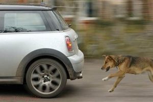 Why Dogs Chase Cars: Dangers & Solutions My Caring Dog – Tips, Stories, and Care Guides for Loving Pet Owners Why Dogs Chase Cars: Dangers & Solutions | My Caring Dog – Tips, Stories, and Care Guides for Loving Pet Owners