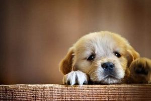 Puppy Site My Caring Dog – Tips, Stories, and Care Guides for Loving Pet Owners Puppy Site | My Caring Dog – Tips, Stories, and Care Guides for Loving Pet Owners