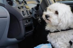 How To Train Your Dog To Sit In The Car My Caring Dog – Tips, Stories, and Care Guides for Loving Pet Owners How To Train Your Dog To Sit In The Car | My Caring Dog – Tips, Stories, and Care Guides for Loving Pet Owners