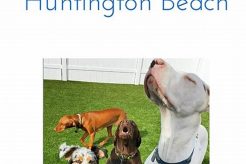 Best Dog Day Care in Huntington Beach, CA My Caring Dog – Tips, Stories, and Care Guides for Loving Pet Owners Best Dog Day Care in Huntington Beach, CA | My Caring Dog – Tips, Stories, and Care Guides for Loving Pet Owners