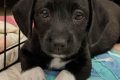Find Adorable Puppies Near Me | Car Dog My Caring Dog – Tips, Stories, and Care Guides for Loving Pet Owners Find Adorable Puppies Near Me | Car Dog | My Caring Dog – Tips, Stories, and Care Guides for Loving Pet Owners