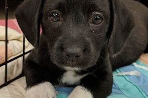 Find Adorable Puppies Near Me | Car Dog My Caring Dog – Tips, Stories, and Care Guides for Loving Pet Owners Find Adorable Puppies Near Me | Car Dog | My Caring Dog – Tips, Stories, and Care Guides for Loving Pet Owners