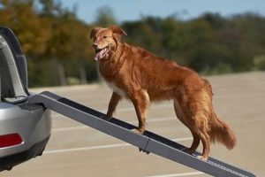 Best Pet Gear Tri-Fold Dog Car Ramps for Travel My Caring Dog – Tips, Stories, and Care Guides for Loving Pet Owners Best Pet Gear Tri-Fold Dog Car Ramps for Travel | My Caring Dog – Tips, Stories, and Care Guides for Loving Pet Owners