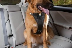 Best Dog Car Harnesses at Petco: Safe & Secure My Caring Dog – Tips, Stories, and Care Guides for Loving Pet Owners Best Dog Car Harnesses at Petco: Safe & Secure | My Caring Dog – Tips, Stories, and Care Guides for Loving Pet Owners