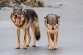 Ultimate Guide to Canine Animal Care My Caring Dog – Tips, Stories, and Care Guides for Loving Pet Owners Ultimate Guide to Canine Animal Care | My Caring Dog – Tips, Stories, and Care Guides for Loving Pet Owners