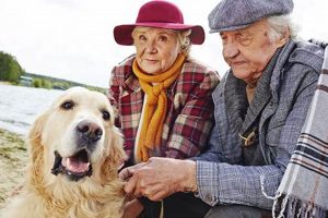 Adopt Retired Service Dogs: Senior Companions My Caring Dog – Tips, Stories, and Care Guides for Loving Pet Owners Adopt Retired Service Dogs: Senior Companions | My Caring Dog – Tips, Stories, and Care Guides for Loving Pet Owners