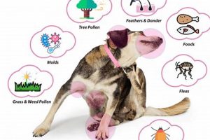 Beat Dog Allergies: Care & Relief Guide My Caring Dog – Tips, Stories, and Care Guides for Loving Pet Owners Beat Dog Allergies: Care & Relief Guide | My Caring Dog – Tips, Stories, and Care Guides for Loving Pet Owners