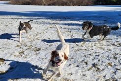 Best Dog Day Care in Salem, NH: Top Choices My Caring Dog – Tips, Stories, and Care Guides for Loving Pet Owners Best Dog Day Care in Salem, NH: Top Choices | My Caring Dog – Tips, Stories, and Care Guides for Loving Pet Owners