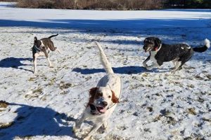 Best Dog Day Care in Salem, NH: Top Choices My Caring Dog – Tips, Stories, and Care Guides for Loving Pet Owners Best Dog Day Care in Salem, NH: Top Choices | My Caring Dog – Tips, Stories, and Care Guides for Loving Pet Owners