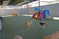 Best Dog Day Care in Avondale, AZ: Top Choices My Caring Dog – Tips, Stories, and Care Guides for Loving Pet Owners Best Dog Day Care in Avondale, AZ: Top Choices | My Caring Dog – Tips, Stories, and Care Guides for Loving Pet Owners