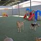Best Dog Day Care in Avondale, AZ: Top Choices | My Caring Dog – Tips, Stories, and Care Guides for Loving Pet Owners