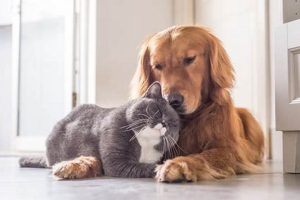 Best Dog Day Care in Plainfield, NJ My Caring Dog – Tips, Stories, and Care Guides for Loving Pet Owners Best Dog Day Care in Plainfield, NJ | My Caring Dog – Tips, Stories, and Care Guides for Loving Pet Owners