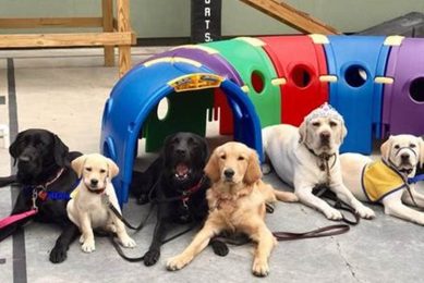 Canine Companions Medford Ny My Caring Dog – Tips, Stories, and Care Guides for Loving Pet Owners Canine Companions Medford Ny | My Caring Dog – Tips, Stories, and Care Guides for Loving Pet Owners