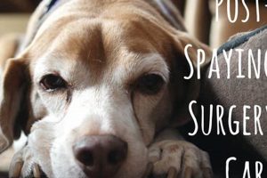 Care After Spaying Dog My Caring Dog – Tips, Stories, and Care Guides for Loving Pet Owners Care After Spaying Dog | My Caring Dog – Tips, Stories, and Care Guides for Loving Pet Owners