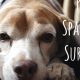Care After Spaying Dog | My Caring Dog – Tips, Stories, and Care Guides for Loving Pet Owners