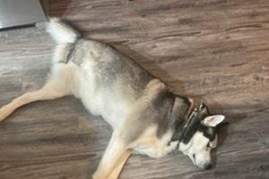 Top Dog Day Care in Madison, WI | Best Care My Caring Dog – Tips, Stories, and Care Guides for Loving Pet Owners Top Dog Day Care in Madison, WI | Best Care | My Caring Dog – Tips, Stories, and Care Guides for Loving Pet Owners