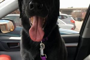 Find Animal Shelters & Rescues Near You My Caring Dog – Tips, Stories, and Care Guides for Loving Pet Owners Find Animal Shelters & Rescues Near You | My Caring Dog – Tips, Stories, and Care Guides for Loving Pet Owners