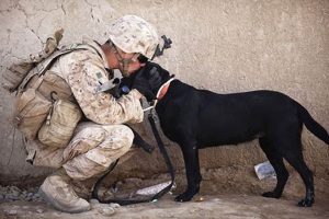 Process Of Getting A Service Dog My Caring Dog – Tips, Stories, and Care Guides for Loving Pet Owners Process Of Getting A Service Dog | My Caring Dog – Tips, Stories, and Care Guides for Loving Pet Owners