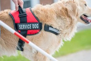 America's Best Service Dog Breeds: A Guide My Caring Dog – Tips, Stories, and Care Guides for Loving Pet Owners America's Best Service Dog Breeds: A Guide | My Caring Dog – Tips, Stories, and Care Guides for Loving Pet Owners