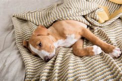 Care Guide For Your Sick Dog: Tips & Advice My Caring Dog – Tips, Stories, and Care Guides for Loving Pet Owners Care Guide For Your Sick Dog: Tips & Advice | My Caring Dog – Tips, Stories, and Care Guides for Loving Pet Owners